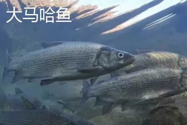 黑龙江的特产主要有哪些呢,黑龙江是“大马哈鱼之乡”还有啥特产呢插图1 黑龙江的特产主要有哪些呢,黑龙江是“大马哈鱼之乡”还有啥特产呢插图1