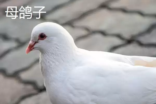 鸽子分公母方法技巧 ,鸽子怎么区分公母呢,有哪些方插图2 鸽子分公母方法技巧 ,鸽子怎么区分公母呢,有哪些方插图2