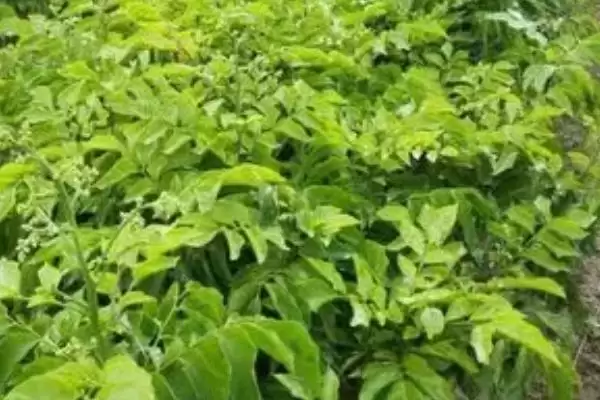 黄皮果育苗法直播撒播咋选,黄皮果的育苗技术,两种播种方式咋选?插图2 黄皮果育苗法直播撒播咋选,黄皮果的育苗技术,两种播种方式咋选?插图2