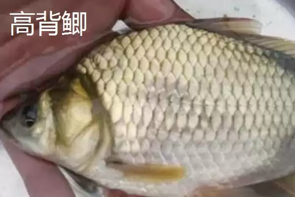 鲫鱼外观特点不同品种有差异,鲫鱼的外观,外观差异体现在哪?插图3 鲫鱼外观特点不同品种有差异,鲫鱼的外观,外观差异体现在哪?插图3