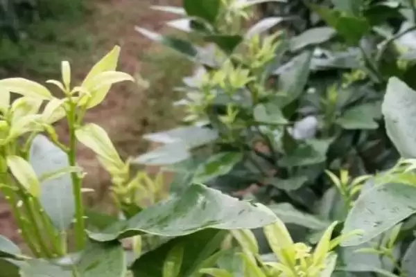 柑橘花芽分化过程 ,柑橘花芽分化经历哪些阶段和过程插图3 柑橘花芽分化过程 ,柑橘花芽分化经历哪些阶段和过程插图3