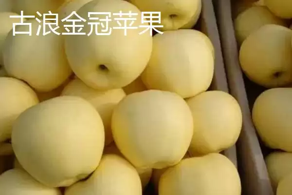 甘肃省武威市水果特产 ,甘肃省武威市有哪些特色的水果特插图5 甘肃省武威市水果特产 ,甘肃省武威市有哪些特色的水果特插图5
