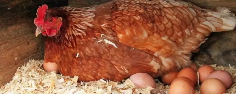 公鸡踩母鸡持续时间 ,公鸡踩母鸡一次可以管多长时间插图 公鸡踩母鸡持续时间 ,公鸡踩母鸡一次可以管多长时间插图
