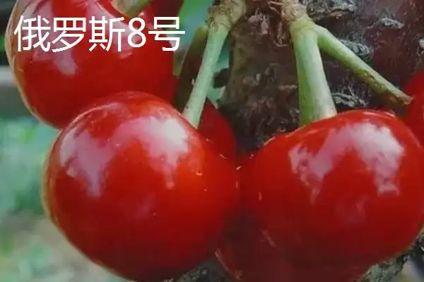 果大的樱桃品种有哪些呢,果大的樱桃品种成熟后颜色有差异吗插图6 果大的樱桃品种有哪些呢,果大的樱桃品种成熟后颜色有差异吗插图6