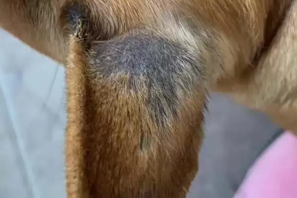 狗狗耳朵掉毛是何缘故,狗狗耳朵掉毛是犬藓或耳螨造成的吗插图2 狗狗耳朵掉毛是何缘故,狗狗耳朵掉毛是犬藓或耳螨造成的吗插图2