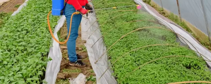 大棚蔬菜喷肥的方法和时间如何,大棚蔬菜喷肥的方法插图 大棚蔬菜喷肥的方法和时间如何,大棚蔬菜喷肥的方法插图