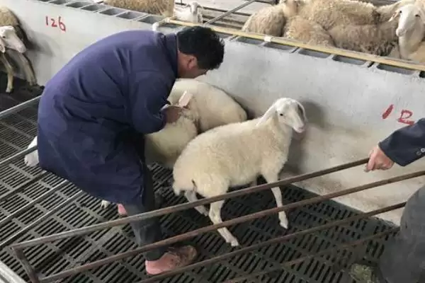 给羊驱虫方法方式 ,给羊驱虫可以采取哪些方法插图5 给羊驱虫方法方式 ,给羊驱虫可以采取哪些方法插图5