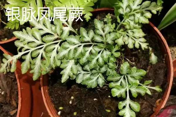 凤尾蕨种类介绍 ,凤尾蕨有哪些不同的种插图2 凤尾蕨种类介绍 ,凤尾蕨有哪些不同的种插图2