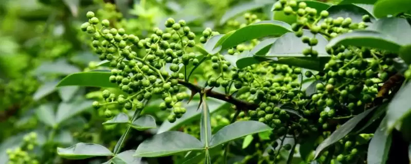 花椒播种方法春秋适期播种可行,花椒播种时间和方法,春秋播合适吗?插图 花椒播种方法春秋适期播种可行,花椒播种时间和方法,春秋播合适吗?插图