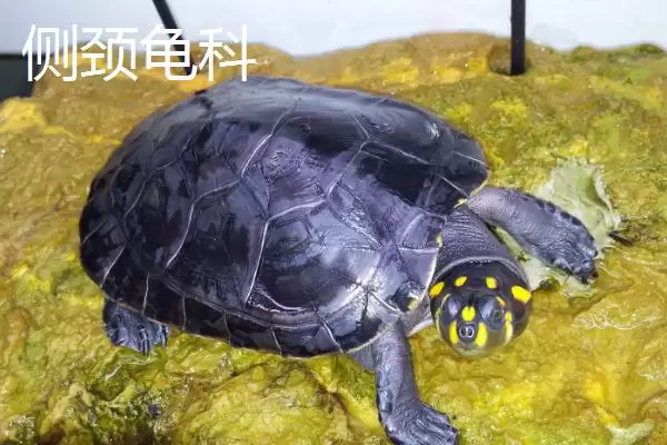 龟的种类主要有哪些呢,龟共有12科分别是哪些种类呢插图11 龟的种类主要有哪些呢,龟共有12科分别是哪些种类呢插图11