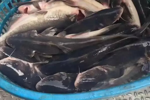 鮰鱼价格差异不同地区价不同,鮰鱼的价格,价格差异在哪?插图3 鮰鱼价格差异不同地区价不同,鮰鱼的价格,价格差异在哪?插图3
