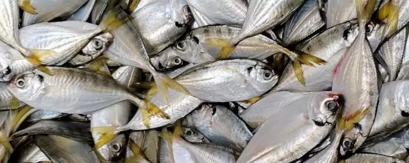 黄尾鱼鱼种问中小型淡水鱼,黄尾鱼是什么鱼,鱼种界定对吗?插图 黄尾鱼鱼种问中小型淡水鱼,黄尾鱼是什么鱼,鱼种界定对吗?插图