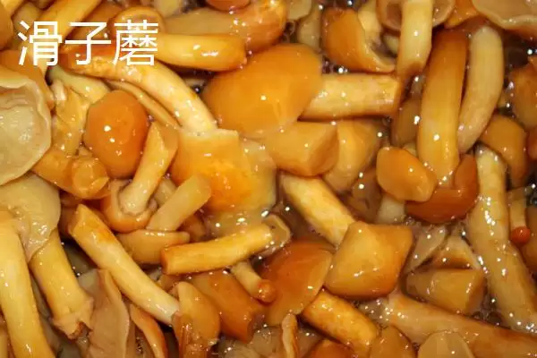 黑龙江佳木斯市的特产有哪些,黑龙江佳木斯特产有力佳风干肠等种类吗插图15 黑龙江佳木斯市的特产有哪些,黑龙江佳木斯特产有力佳风干肠等种类吗插图15