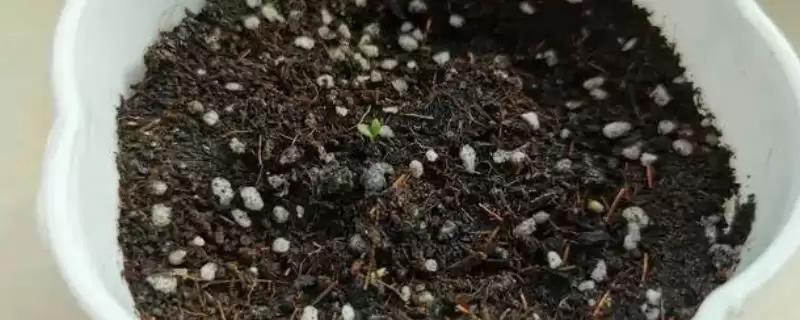 薄荷种子的种植方法和步骤是怎样呢,薄荷种子的种植方法插图 薄荷种子的种植方法和步骤是怎样呢,薄荷种子的种植方法插图