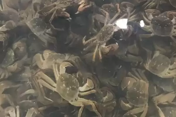 河蟹暂养的死亡原因是啥,河蟹暂养死亡原因是河蟹质量差导致的吗插图1 河蟹暂养的死亡原因是啥,河蟹暂养死亡原因是河蟹质量差导致的吗插图1