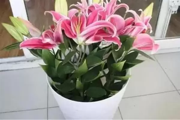 百合花盆栽养殖,百合花盆栽应如何进行养殖插图1 百合花盆栽养殖,百合花盆栽应如何进行养殖插图1