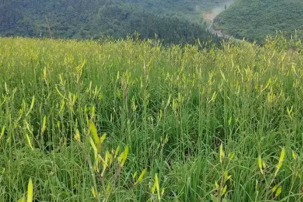 黄花菜种植技术种后补水很重要,黄花菜的种植技术,种植后要注意啥?插图2 黄花菜种植技术种后补水很重要,黄花菜的种植技术,种植后要注意啥?插图2