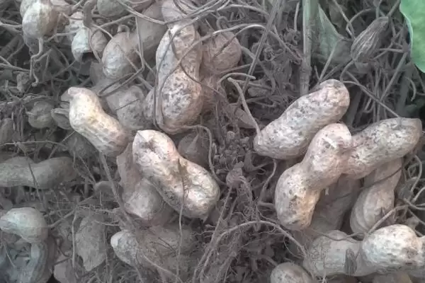 黑花生的产地主要在哪里呢,黑花生主要生产地在我国北方地区吗插图3
