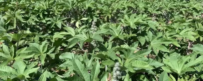 蓖麻的高产种植方法是怎样呢,蓖麻高产种植方法插图 蓖麻的高产种植方法是怎样呢,蓖麻高产种植方法插图