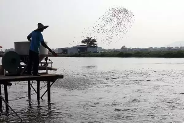 鲫鱼养殖促长鱼苗15厘米补蛋白,鲫鱼怎么养殖才能长得快，要点是这个？插图3