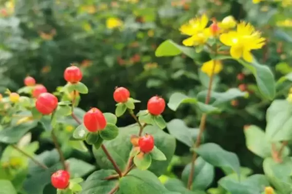 红果金丝桃的花语有啥寓意,红果金丝桃花语寓意娇媚诱惑、迷信等吗插图3 红果金丝桃的花语有啥寓意,红果金丝桃花语寓意娇媚诱惑、迷信等吗插图3