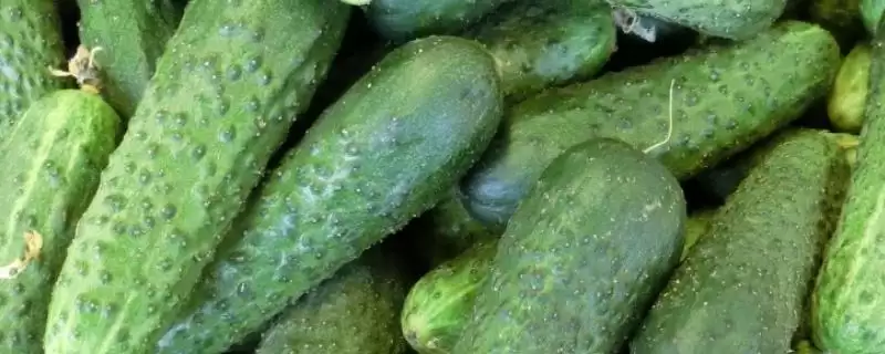 黄瓜栽培技术要点 ,黄瓜栽培隔一周追施一次有何依据插图 黄瓜栽培技术要点 ,黄瓜栽培隔一周追施一次有何依据插图