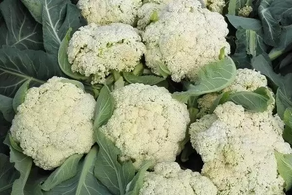 花菜清洗方法牙刷刷后盐水泡好吗,花菜怎样清洗,牙刷流水刷再泡盐水?插图4 花菜清洗方法牙刷刷后盐水泡好吗,花菜怎样清洗,牙刷流水刷再泡盐水?插图4