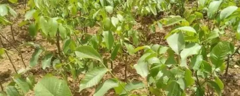 核桃苗的价格受什么影响,核桃苗价格受产地、品种和冠幅等因素影响吗插图 核桃苗的价格受什么影响,核桃苗价格受产地、品种和冠幅等因素影响吗插图
