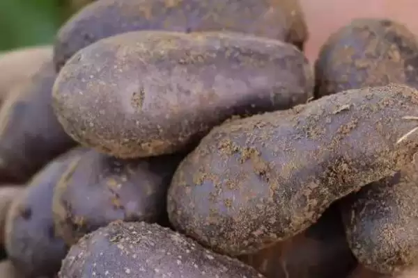 黑土豆是转基因的品种吗,黑土豆并不是转基因土豆这种说法对吗插图2 黑土豆是转基因的品种吗,黑土豆并不是转基因土豆这种说法对吗插图2