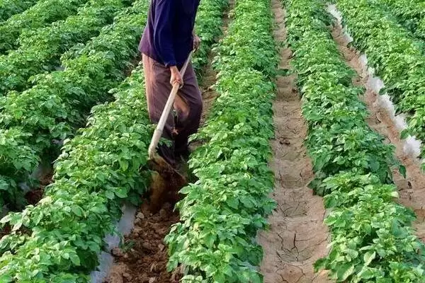 红薯生长后期的施肥方法是,红薯生长后期主要以叶面喷施方式施肥吗插图1 红薯生长后期的施肥方法是,红薯生长后期主要以叶面喷施方式施肥吗插图1