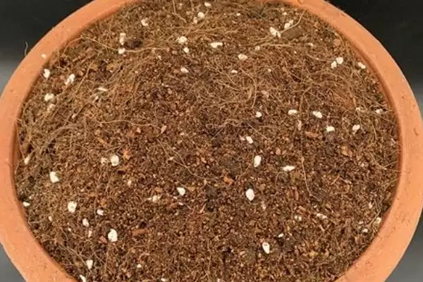 含羞草怎么养才能爆盆呢,含羞草每隔1-2周施稀氮肥能爆盆吗插图6