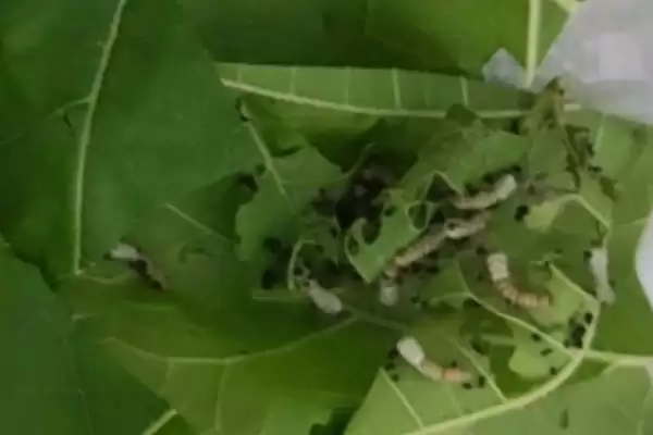 蚕的养殖方法和要点有哪些呢,蚕的养殖方法插图12