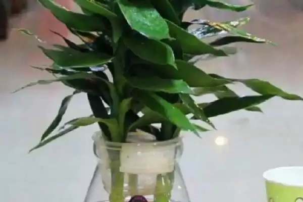 富贵竹根发黑原因处理 ,富贵竹根发黑是什么原因,怎么处插图8 富贵竹根发黑原因处理 ,富贵竹根发黑是什么原因,怎么处插图8