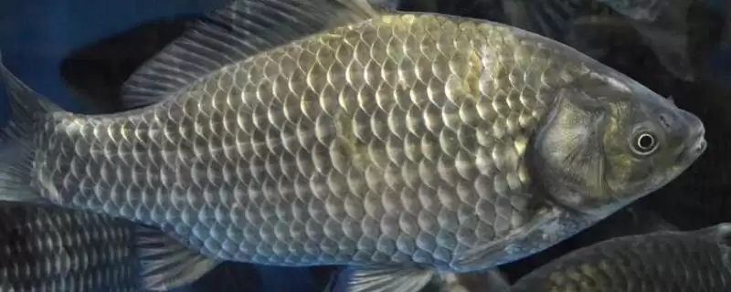 鲫鱼不怕冷因适温范围广所致,鲫鱼不怕冷的原因,是因为这个吗?插图 鲫鱼不怕冷因适温范围广所致,鲫鱼不怕冷的原因,是因为这个吗?插图