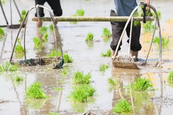 谷雨节气的来源是什么,谷雨节气因天上降雨谷物生长而得名吗插图2