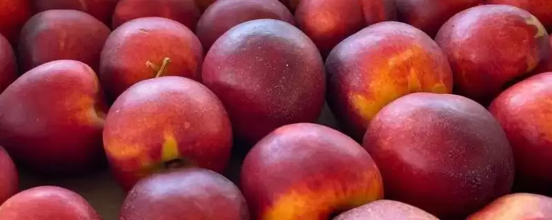 好吃的油桃有哪些品种呢,世纪之星油桃果肉金黄、口感清脆甜美吗插图 好吃的油桃有哪些品种呢,世纪之星油桃果肉金黄、口感清脆甜美吗插图