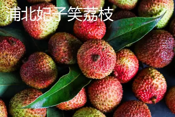 广西浦北县的特产有哪些呢,广西浦北县有“世界长寿之乡”称号有啥特产插图6 广西浦北县的特产有哪些呢,广西浦北县有“世界长寿之乡”称号有啥特产插图6
