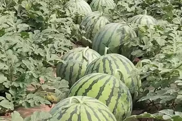 黄瓤西瓜由来基因决定的吗,黄瓤的西瓜怎么来的,是基因的原因?插图3 黄瓤西瓜由来基因决定的吗,黄瓤的西瓜怎么来的,是基因的原因?插图3