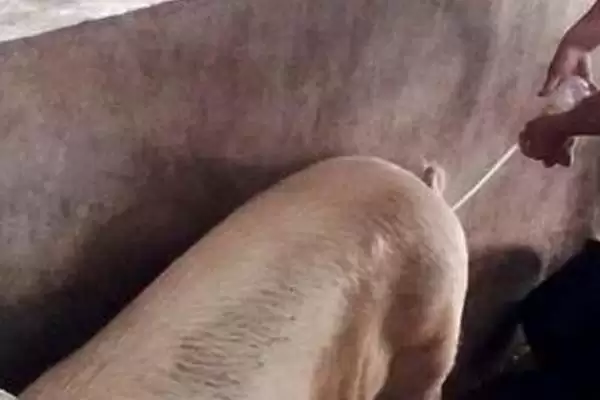 公猪和母猪配种要点 ,公猪和母猪的配种有哪些关键要点插图4 公猪和母猪配种要点 ,公猪和母猪的配种有哪些关键要点插图4