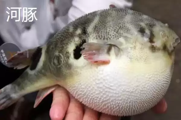 河豚和河鲀的区别是什么呢,河豚和河鲀在科属、形态和产地有区别吗插图1 河豚和河鲀的区别是什么呢,河豚和河鲀在科属、形态和产地有区别吗插图1