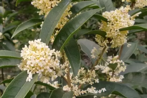 佛顶珠桂花苗价格 ,佛顶珠桂花苗的批发价格是多少插图3 佛顶珠桂花苗价格 ,佛顶珠桂花苗的批发价格是多少插图3