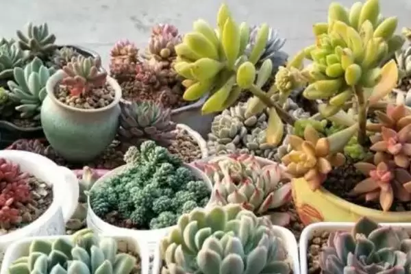 多肉的种植方法步骤,多肉的种植方法有哪些具体的步骤插图2 多肉的种植方法步骤,多肉的种植方法有哪些具体的步骤插图2