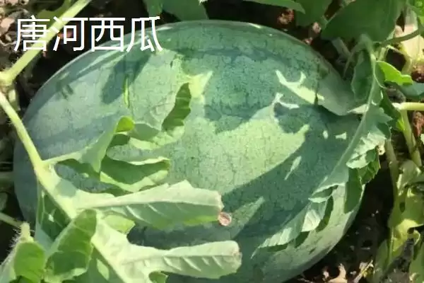 河南唐河县的特产是什么呢,河南唐河县的栀子品质上乘是特产之一吗插图1 河南唐河县的特产是什么呢,河南唐河县的栀子品质上乘是特产之一吗插图1