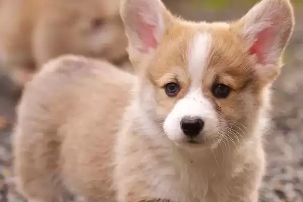 狗狗缺钙该如何解决,狗狗缺钙可喂虾、蛋、骨头汤等补钙吗插图2