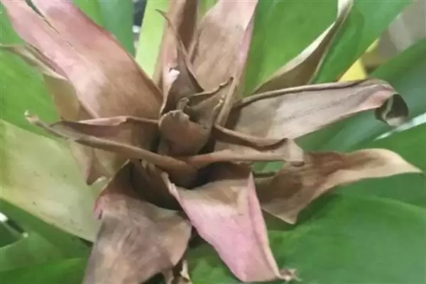 鸿运当头开完花如何处理呢,鸿运当头开完花需剪掉开败残花来处理吗插图1 鸿运当头开完花如何处理呢,鸿运当头开完花需剪掉开败残花来处理吗插图1