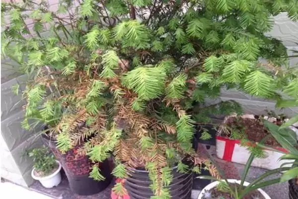 红豆杉叶片发黄是何原因呢,红豆杉叶片发黄因强光、虫害或施肥不当吗插图1 红豆杉叶片发黄是何原因呢,红豆杉叶片发黄因强光、虫害或施肥不当吗插图1