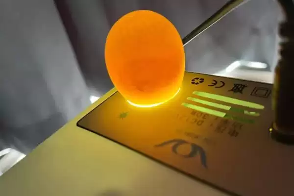 孵化小鸡所需时间 ,孵化小鸡通常需要多长时间插图1 孵化小鸡所需时间 ,孵化小鸡通常需要多长时间插图1