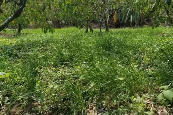 果园里能套种哪些药材呢,果园套种药材应根据树龄等情况套栽吗插图3 果园里能套种哪些药材呢,果园套种药材应根据树龄等情况套栽吗插图3