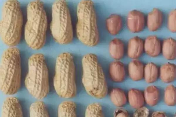 花生种子品种鲁花9号10号好吗,花生种子哪个品种好,有哪些优良品种?插图5 花生种子品种鲁花9号10号好吗,花生种子哪个品种好,有哪些优良品种?插图5