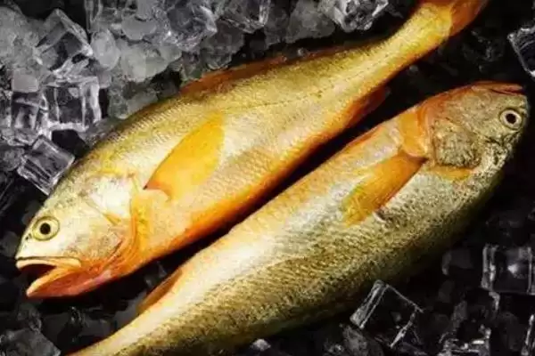 黄花鱼鱼种问真的是海鱼吗,黄花鱼是不是海鱼,判断准确吗?插图3 黄花鱼鱼种问真的是海鱼吗,黄花鱼是不是海鱼,判断准确吗?插图3